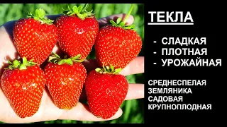 ТЕКЛА среднеспелый сорт клубники