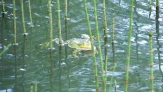 Varžu koncerts - Концерт лягушек – Frog concert