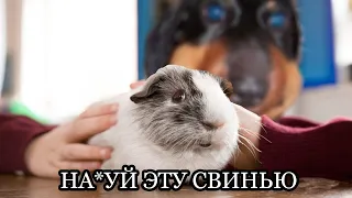 Dawg | Морская свинка и самолёт Влада А4