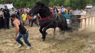 Коні Ваговози.Проба коней в Поєдинку Сучу де Сус, Румунія.Concurs cu cai de tractiune Suciu de Sus🐴