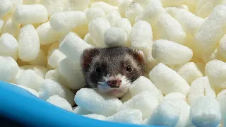 I filled a pool with packing peanuts for my ferrets