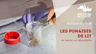 Les punaises de lit, du terrain au laboratoire - Le dossier du mois