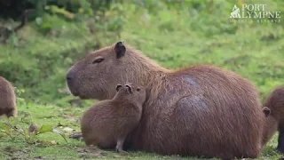 More Cute Capybara Pups, Born At Port Lympne Hotel & Reserve