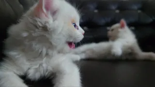 Funny kittens | Funny cats | Playful pets #catlover #kittens #catsworld #foryou