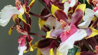 Орхидея  Камбрия, пересадка,уход,цветение.                Orchids Cambria.