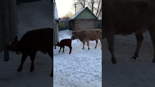 Встреча мамы коровы и телёнка