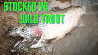 STOCKED vs WILD TROUT - fly fishing