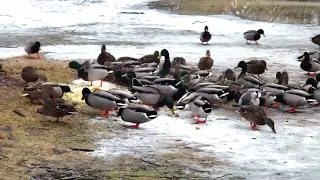 Iam Feeding the ducks at our local park Toronto