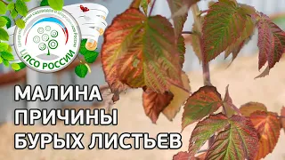 Болезни и вредители малины. Бурые листья малины.