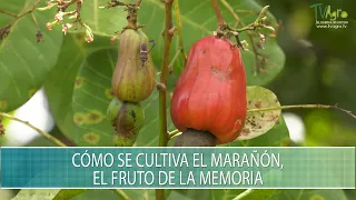 Como se cultiva el Marañon, el fruto de la memoria - TvAgro por Juan Gonzalo Angel Restrepo