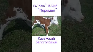 маленький фанат Виктора Цоя