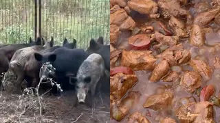 Trapping Wild Pigs In Louisiana(Catch*Clean*Cook) Cajun Jambalaya