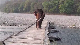 🐘 Elephant over wooden Bridge#Lakme fashion show with elephant#elephant#Hathi Mera sathi#forest 🧬