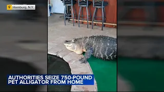 11-foot alligator seized from New York home