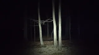 Scream in the woods at 2:00am
