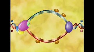 Репликация ДНК  (ЛУЧШЕЕ ВИДЕО)