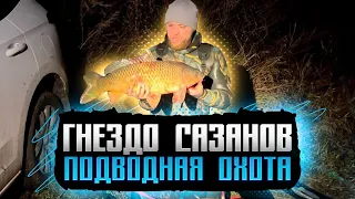 🐟Нашёл гнездо сазанов,😨подводная охота,осень2023,4К…😱