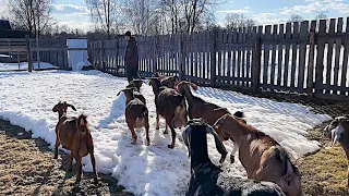 ВСЯ ПРАВДА О НАШЕЙ ЖИЗНИ В ДЕРЕВНЕ! ПОЧЕМУ ОНИ ЖИВУТ В ТАКИХ УСЛОВИЯХ? НАША ФЕРМА! ОТВЕТЫ НА ВОПРОСЫ