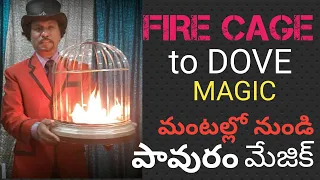 Fire Cage to Dove Magic Trick | By Dr.Gugampoo Kuwait.