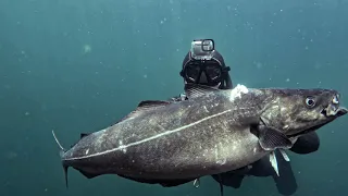 Shooting big Coalfish of Hitra Norway