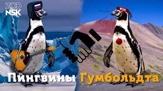 Новосибирский зоопарк - Пингвины Гумбольдта