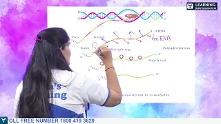 Molecular Basis Of Inheritance |Class 12|CBSE & PUE|Biology |Vista's Learning |By Dr. Harika Kishore