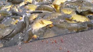 Feeding Carp at Raystown Lake 2014