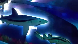 Shark Encounter With Music Seaworld Orlando Florida 🇺🇸 Music By Captain Johnny