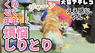 【犬猫アテレコ】笑い納 柴犬と遊び下手コーギー2022年 総仕上げ！