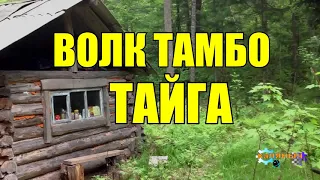 ВОЛК СПАС ЧЕЛОВЕКА | ЖИЗНЬ В ТАЙГЕ