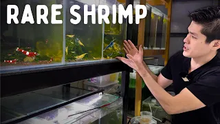 Master Breeders Top 10 Shrimp to Breed for Profit!
