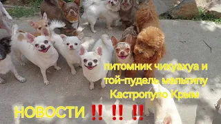 Новости ‼️ домашний питомник чихуахуа и той-пудель мальтипу Кастропуло Крым продажа щенков