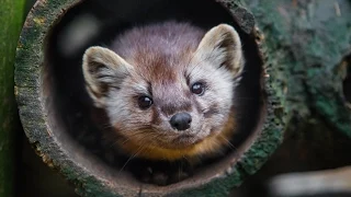 Animal Spotlight: American Marten