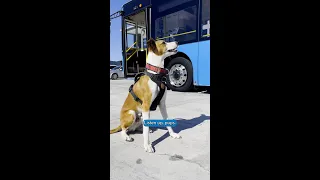 Dogs on bus trial starts 1 April