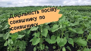 Чи доцільно сіяти соняшник по соняшнику?