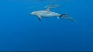The Magic of dolphins in Fuerteventura. #dolphins #fuerteventura #wildlife #travel #nature