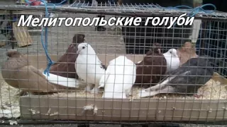 Выставка голубей в Мелитополе