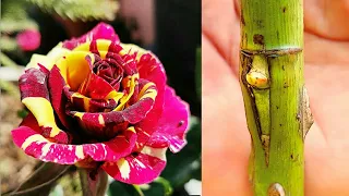 Rose 'T' Budding | गुलाब में कलम कैसे लगाये | T budding in rose | Agri Hack | rose bud grafting