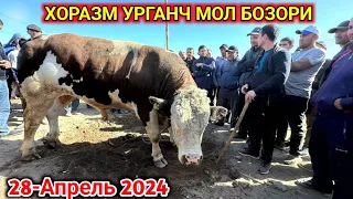 ХОРАЗМ УРГАНЧ МОЛ БОЗОРИ КАТТА ХЎКИЗЛАР САВДОСИ 28-апрель 2024 г.