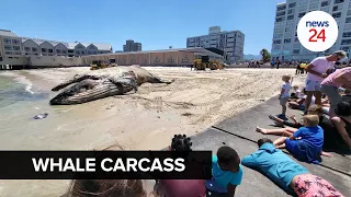 WATCH | Humpback whale carcass washes ashore in Strand