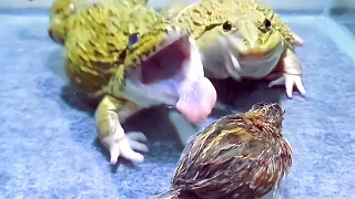 Amazing!! Asian Bullfrog Eats Big Quail! Asian Bullfrog Live Feeding