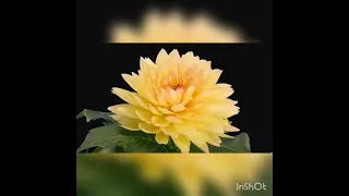 Beautiful blooming flowers with relaxing music