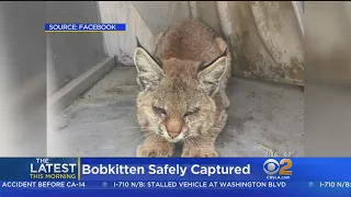 Bobkitten Rescued In Loma Linda