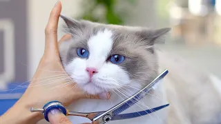 Have you ever seen a cat with such pretty blue eyes?😻🛁✂️❤️