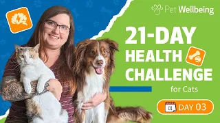 Pet Wellbeing 21-Day Health Challenge for Cats DAY 3