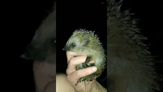 ОЧЕНЬ маленький Ёжик ./ That's TOO LITTLE Hedgehog . #Ёжик .  #Hedgehog .