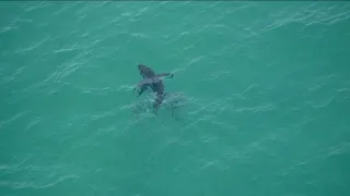 Shark attacks Long Island lifeguard during training exercise