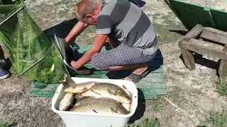 Трофейная рыбалка на карпа на платных водоёмах