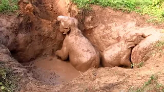 Desperate mother Elephant and baby starving in mud pit miraculously rescued | Humanity at its best