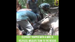 Elephant trapped with a wire is helpless. Wildlife team to the rescue. | REAL STATE OF WORLD